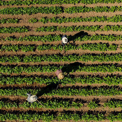 Agricultural Litigation